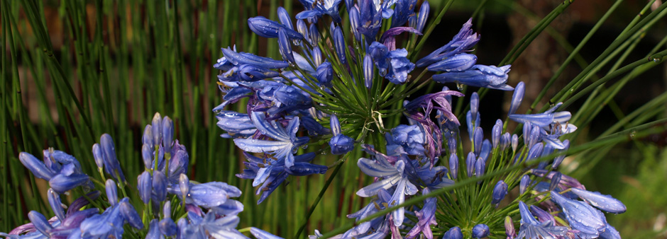 Flowering Agapanthus in the indigenous garden at the Knysna B&B – Zauberberg Cottage