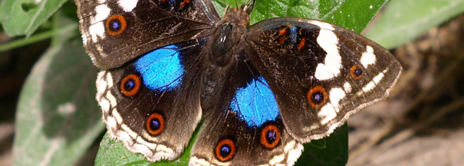 A butterfly in the indigenous garden at the Knysna B&B – Zauberberg Cottage