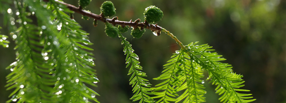 The plant life at the Knysna B&B � Zauberberg Cottage