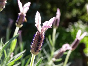 September flowers at Zauberberg