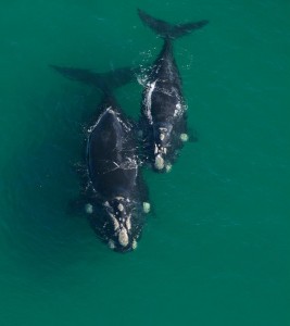 Southern Right Whales