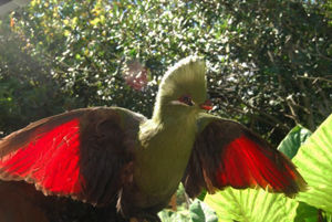 loeriepic A Knysna Loerie